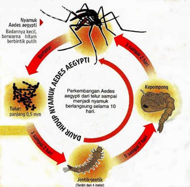 Chikungunya disebabkan oleh virus