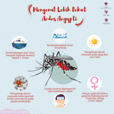 Mengenal Lebih Dekat Aedes Aegypti